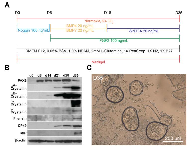 https://cdn.ncbi.nlm.nih.gov/pmc/blobs/c96b/9658148/4d722457cfd2/cells-11-03516-g002.jpg