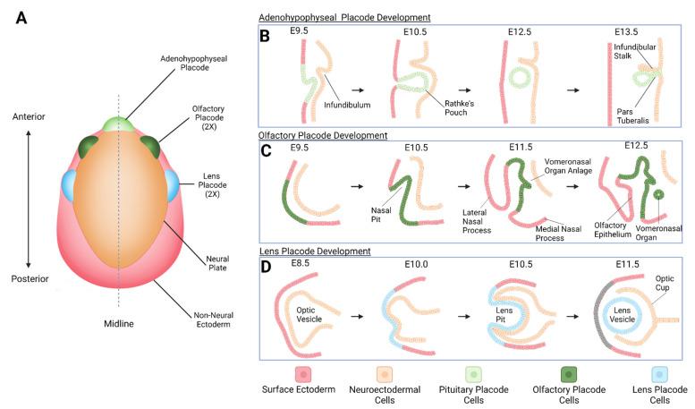 https://cdn.ncbi.nlm.nih.gov/pmc/blobs/c96b/9658148/7b7fafd1149d/cells-11-03516-g001.jpg