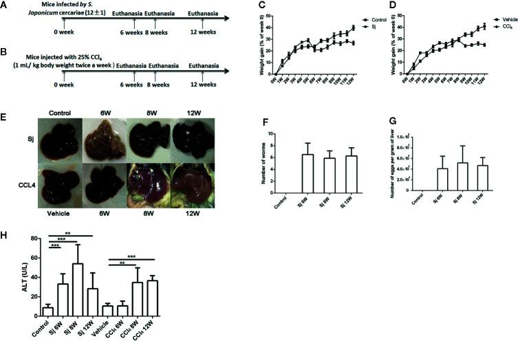 https://cdn.ncbi.nlm.nih.gov/pmc/blobs/c96d/7575768/cc0fc45d061a/fimmu-11-570524-g001.jpg
