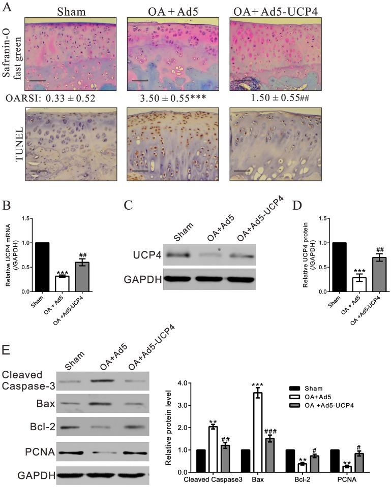 https://cdn.ncbi.nlm.nih.gov/pmc/blobs/c970/4775028/e62bb612a688/pone.0150684.g005.jpg