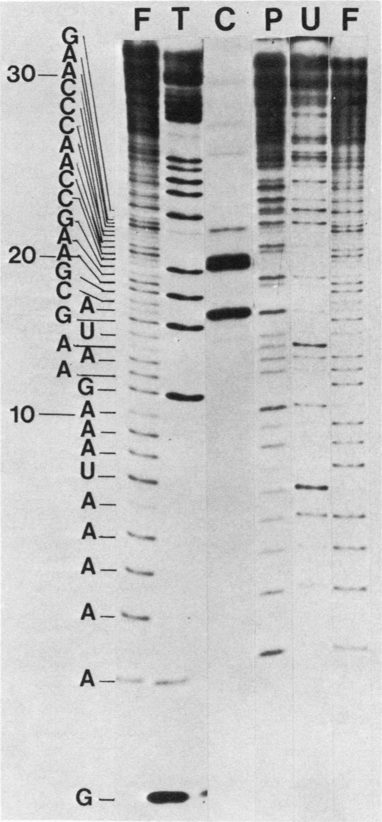 https://cdn.ncbi.nlm.nih.gov/pmc/blobs/c977/368663/771b52497877/molcellb00143-0119-a.jpg