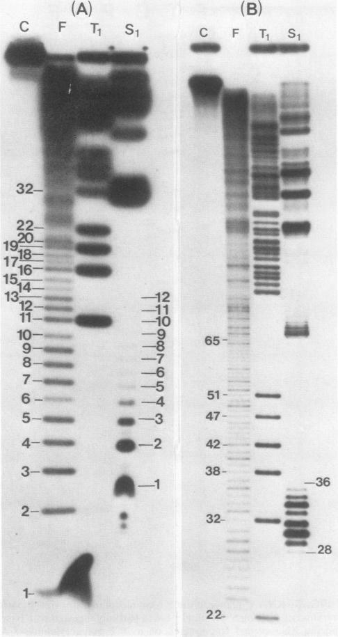 https://cdn.ncbi.nlm.nih.gov/pmc/blobs/c977/368663/f661b0bd7939/molcellb00143-0120-a.jpg