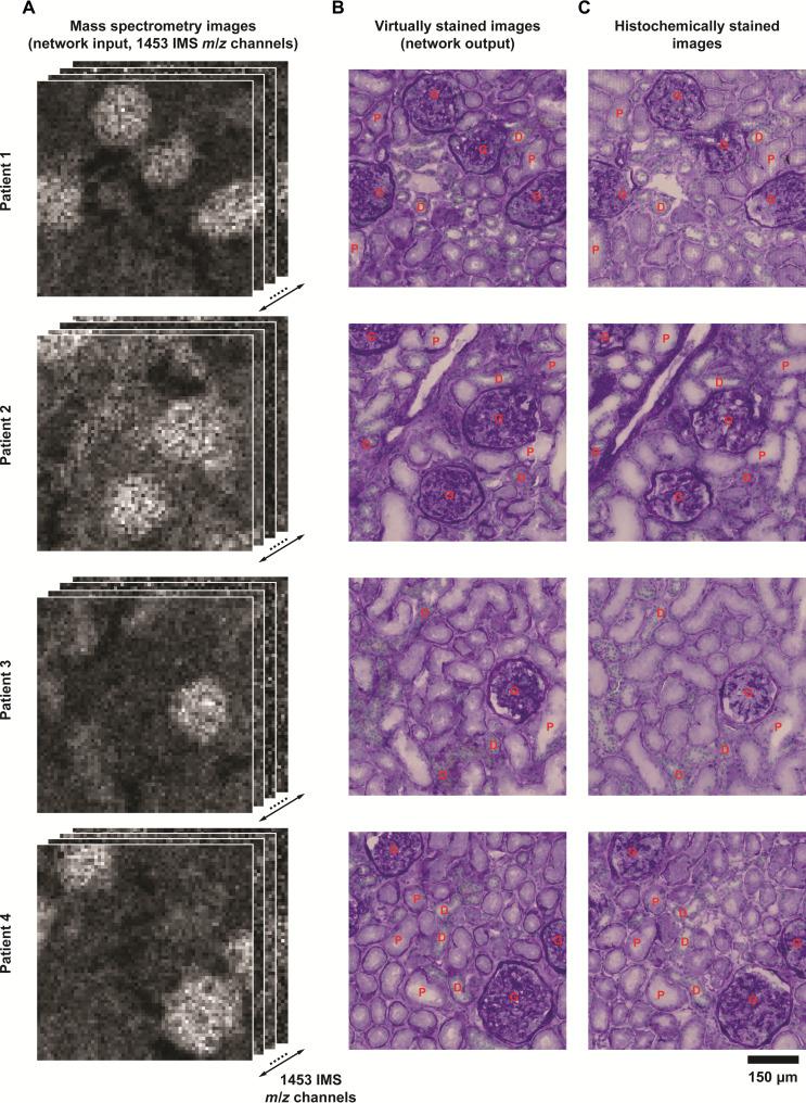 https://cdn.ncbi.nlm.nih.gov/pmc/blobs/c978/12315973/bbe0a34bf0b4/sciadv.adv0741-f2.jpg