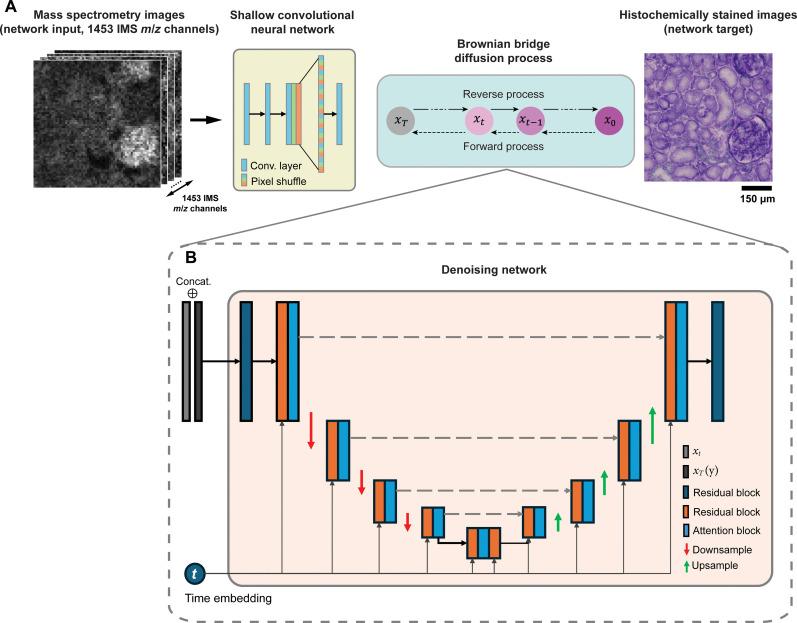 https://cdn.ncbi.nlm.nih.gov/pmc/blobs/c978/12315973/eb26298e65ac/sciadv.adv0741-f6.jpg