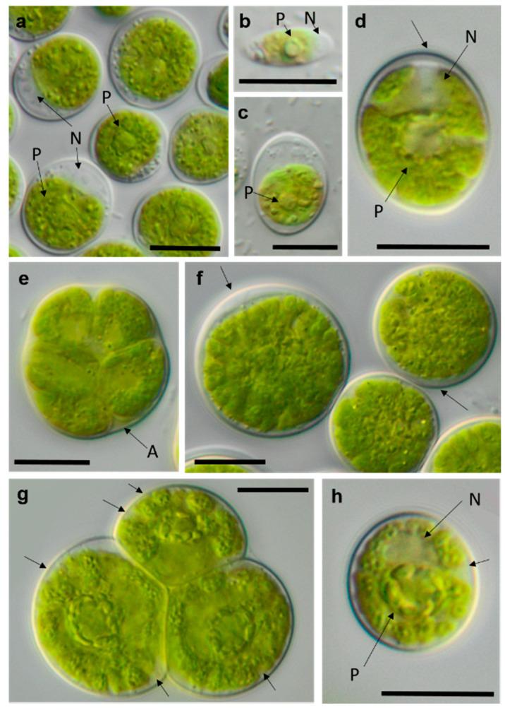 https://cdn.ncbi.nlm.nih.gov/pmc/blobs/c979/7692164/f79da577f773/microorganisms-08-01667-g016.jpg