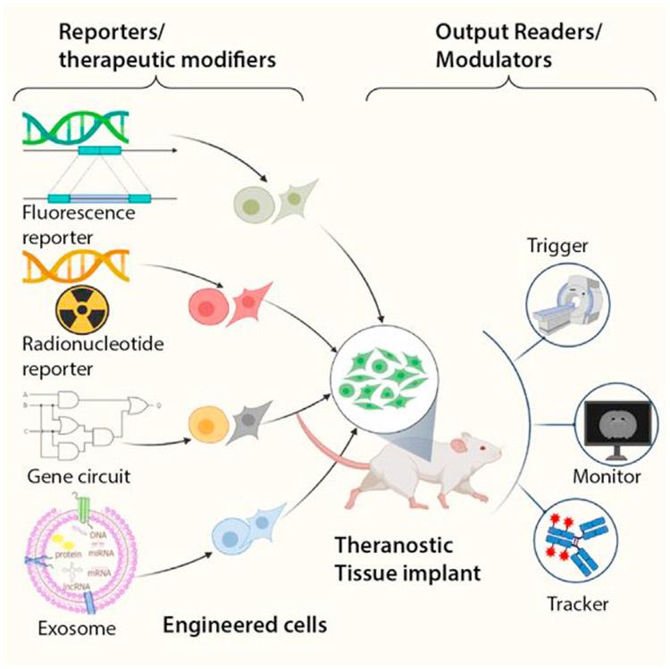 https://cdn.ncbi.nlm.nih.gov/pmc/blobs/c97b/9075690/b3ebbc915915/nihms-1749655-f0004.jpg
