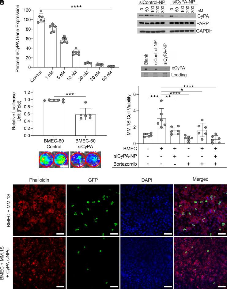 https://cdn.ncbi.nlm.nih.gov/pmc/blobs/c97f/10288566/0eda441b6472/pnas.2215711120fig03.jpg