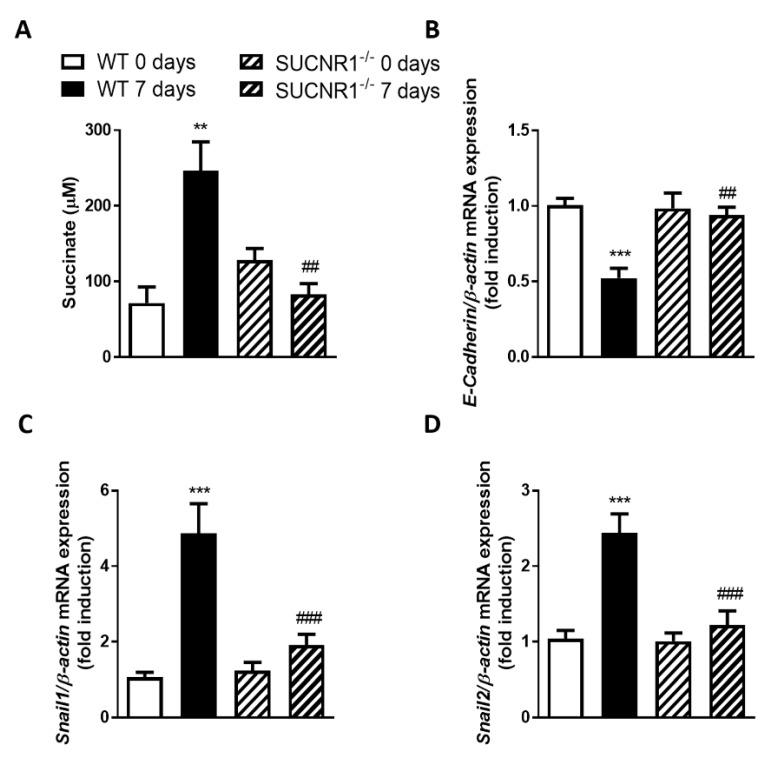 https://cdn.ncbi.nlm.nih.gov/pmc/blobs/c980/7290938/379b4f210ab4/cells-09-01104-g001.jpg