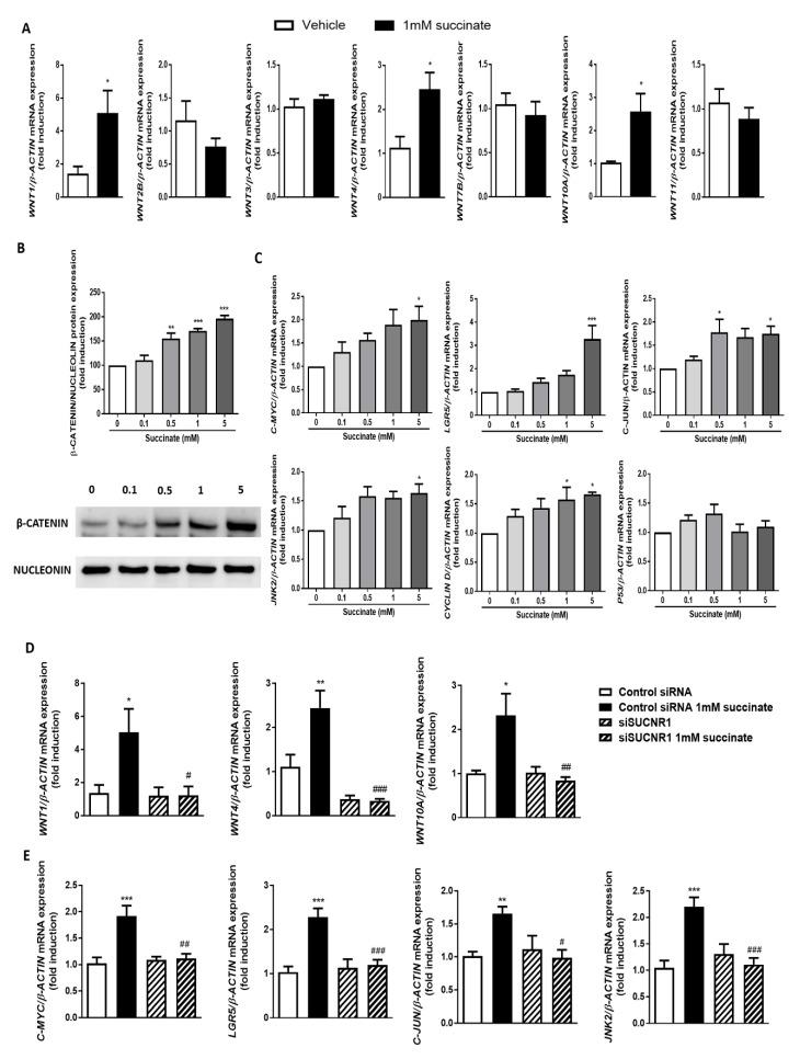 https://cdn.ncbi.nlm.nih.gov/pmc/blobs/c980/7290938/7f654202f249/cells-09-01104-g005.jpg