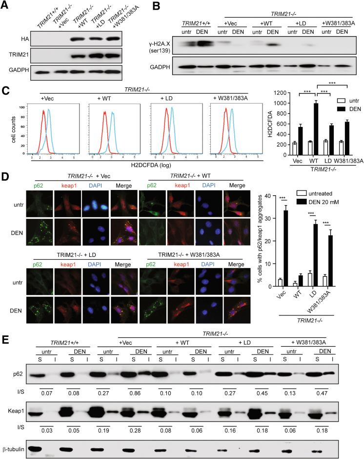 https://cdn.ncbi.nlm.nih.gov/pmc/blobs/c980/8024979/e8c1024b3098/gr6.jpg