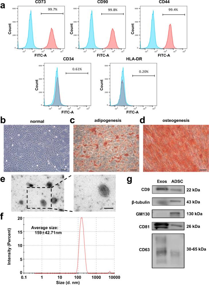 https://cdn.ncbi.nlm.nih.gov/pmc/blobs/c981/10259056/46c172173101/12951_2023_1954_Fig1_HTML.jpg
