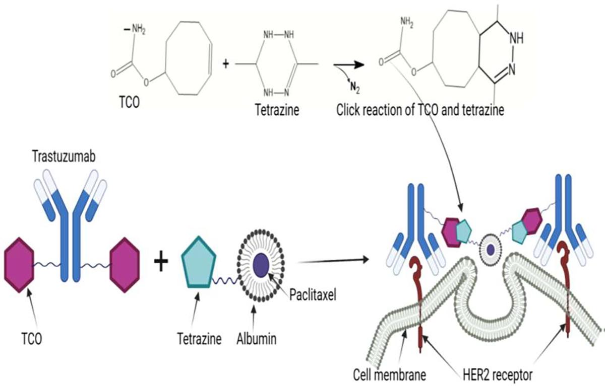 https://cdn.ncbi.nlm.nih.gov/pmc/blobs/c982/11223443/4667b316cef6/nihms-2002332-f0003.jpg