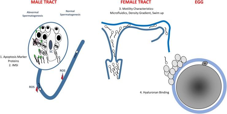 https://cdn.ncbi.nlm.nih.gov/pmc/blobs/c985/4594619/a79a657dc515/dmv04202.jpg