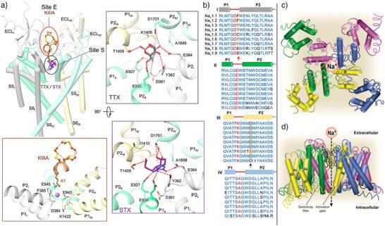 https://cdn.ncbi.nlm.nih.gov/pmc/blobs/c988/12377457/33354a69cd20/ANIE-64-e202502404-g034.jpg