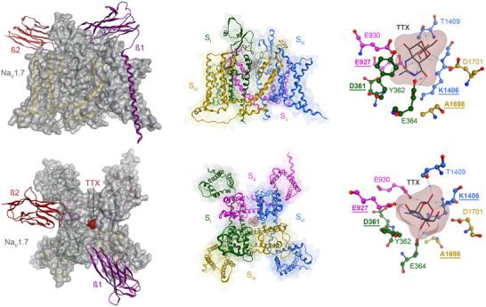 https://cdn.ncbi.nlm.nih.gov/pmc/blobs/c988/12377457/c42f8c6effd7/ANIE-64-e202502404-g011.jpg