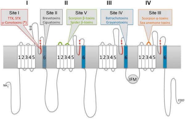 https://cdn.ncbi.nlm.nih.gov/pmc/blobs/c988/12377457/f559f7b4735a/ANIE-64-e202502404-g009.jpg