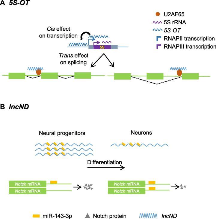https://cdn.ncbi.nlm.nih.gov/pmc/blobs/c98a/5487532/85b0dcab98b8/gr1.jpg