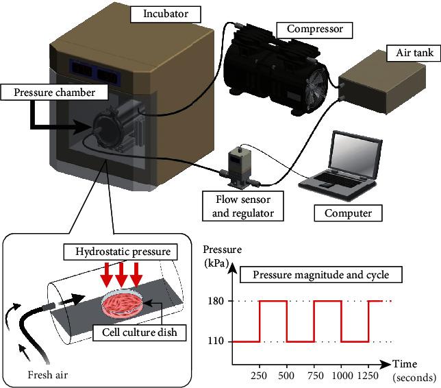 https://cdn.ncbi.nlm.nih.gov/pmc/blobs/c98a/9494692/08a149e1bb98/CBSYSTEMS2021-1532103.002.jpg