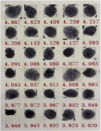 https://cdn.ncbi.nlm.nih.gov/pmc/blobs/c98b/10528969/6adab53d021a/IBRA-8-15-g006.jpg