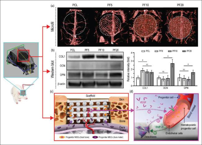 https://cdn.ncbi.nlm.nih.gov/pmc/blobs/c98b/9947485/6dc818683407/IJB-9-1-636-g007.jpg