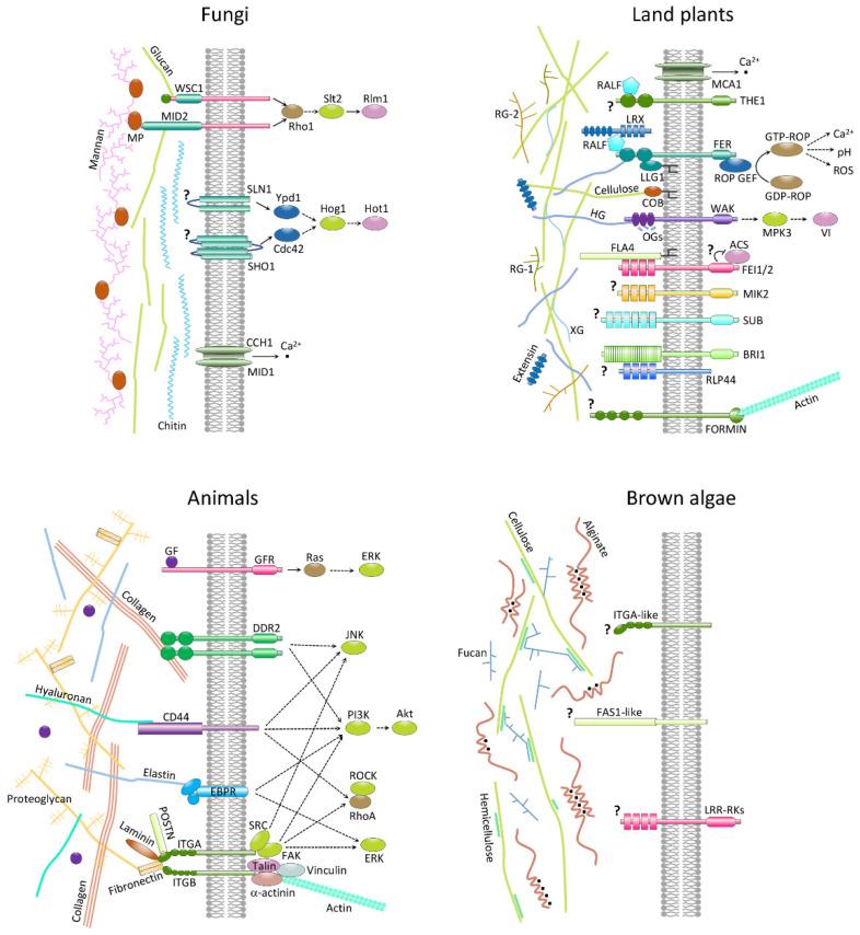 https://cdn.ncbi.nlm.nih.gov/pmc/blobs/c990/8307928/1c572d05423b/genes-12-01059-g006.jpg