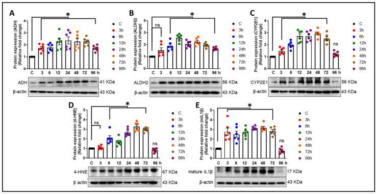 https://cdn.ncbi.nlm.nih.gov/pmc/blobs/c993/11274690/2d46abf74196/cells-13-01173-g004.jpg