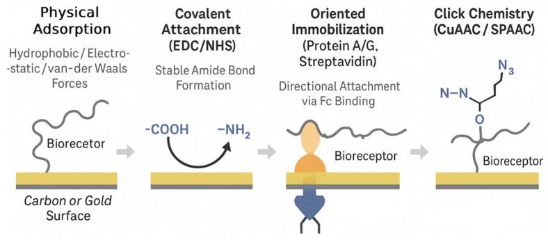 https://cdn.ncbi.nlm.nih.gov/pmc/blobs/c997/12293632/10bfb9daf720/biosensors-15-00443-g004.jpg