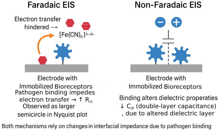 https://cdn.ncbi.nlm.nih.gov/pmc/blobs/c997/12293632/29db33161667/biosensors-15-00443-g001.jpg