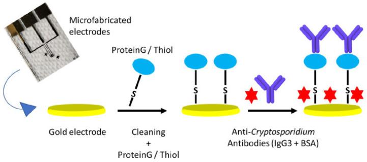 https://cdn.ncbi.nlm.nih.gov/pmc/blobs/c997/12293632/a72adb4c4ad1/biosensors-15-00443-g008.jpg