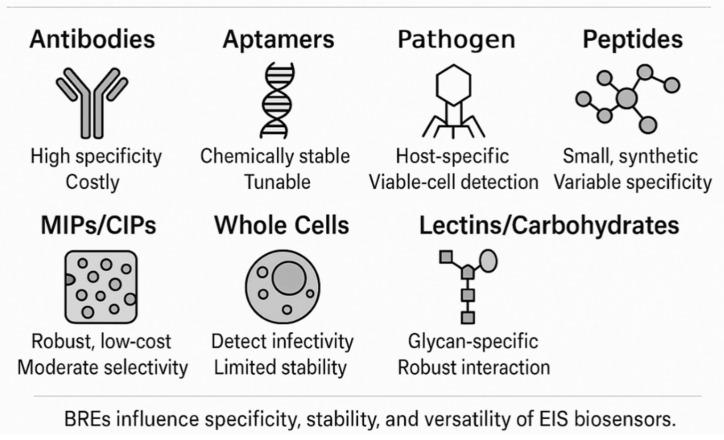 https://cdn.ncbi.nlm.nih.gov/pmc/blobs/c997/12293632/e16a76d264b0/biosensors-15-00443-g002.jpg