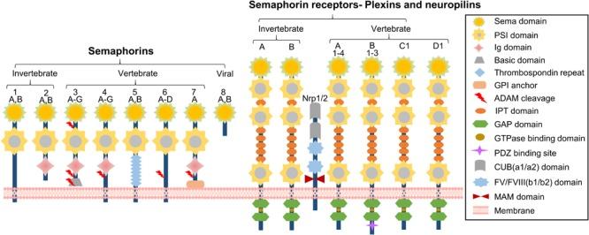 https://cdn.ncbi.nlm.nih.gov/pmc/blobs/c997/6196129/3b20c127b5eb/fphys-09-01236-g001.jpg