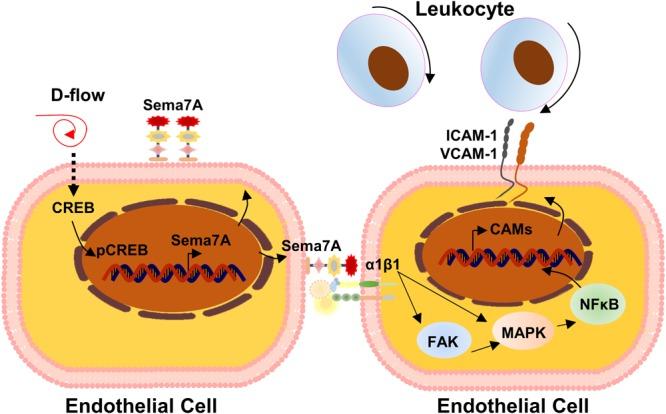 https://cdn.ncbi.nlm.nih.gov/pmc/blobs/c997/6196129/59aca3fc3689/fphys-09-01236-g005.jpg