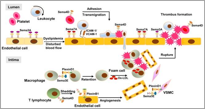 https://cdn.ncbi.nlm.nih.gov/pmc/blobs/c997/6196129/785b69819d5e/fphys-09-01236-g006.jpg
