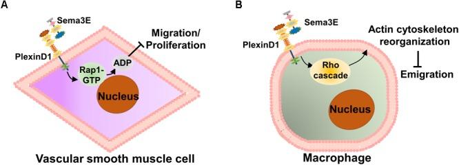 https://cdn.ncbi.nlm.nih.gov/pmc/blobs/c997/6196129/c6fc46c6a6af/fphys-09-01236-g003.jpg