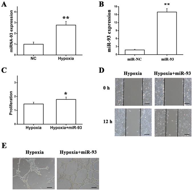 https://cdn.ncbi.nlm.nih.gov/pmc/blobs/c998/6522868/46b634eaf60f/MMR-19-06-5195-g02.jpg