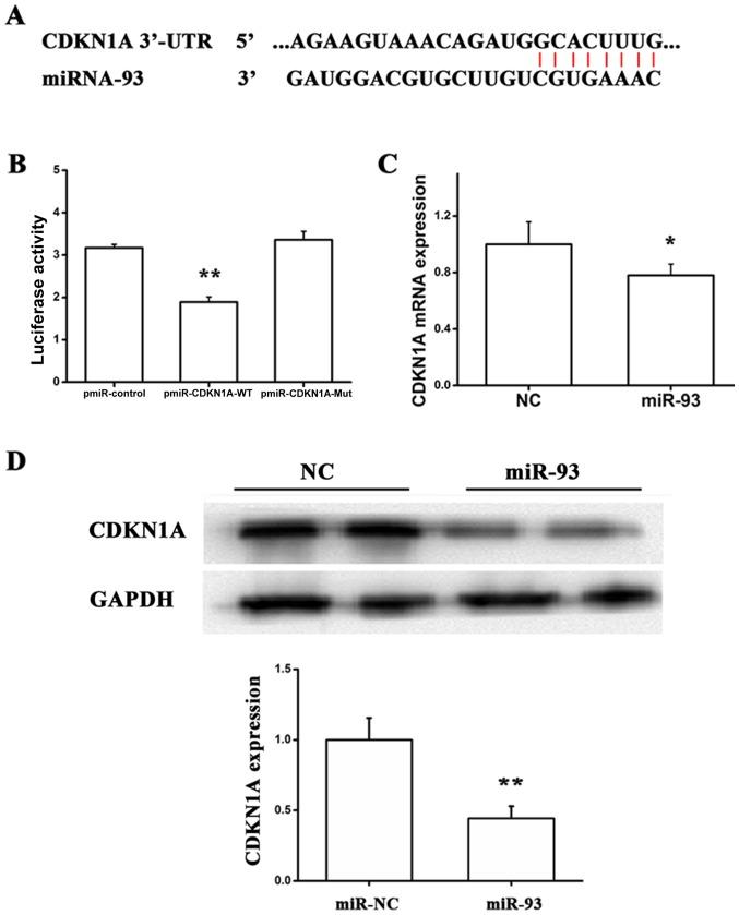 https://cdn.ncbi.nlm.nih.gov/pmc/blobs/c998/6522868/fd5e08afd131/MMR-19-06-5195-g01.jpg