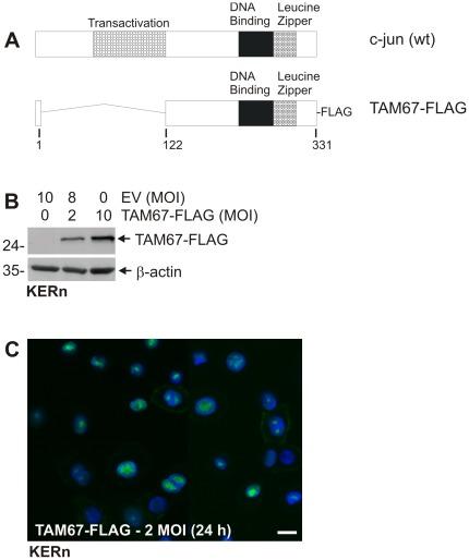 https://cdn.ncbi.nlm.nih.gov/pmc/blobs/c99c/3359321/26b5e1df68b2/pone.0036941.g001.jpg