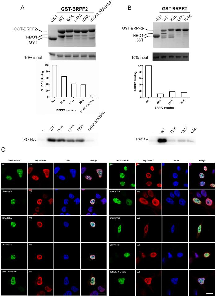 https://cdn.ncbi.nlm.nih.gov/pmc/blobs/c99c/5449618/c3713808d621/gkx142fig3.jpg