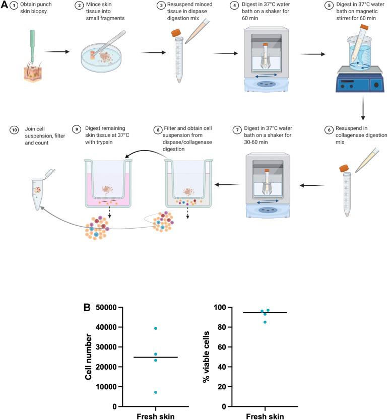 https://cdn.ncbi.nlm.nih.gov/pmc/blobs/c99f/9096112/e7b6d3610793/fcell-10-872688-g001.jpg