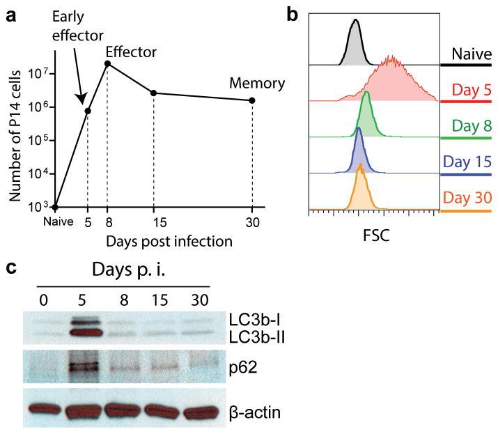 https://cdn.ncbi.nlm.nih.gov/pmc/blobs/c9a0/4232981/a70783d86f1c/nihms633106f1.jpg