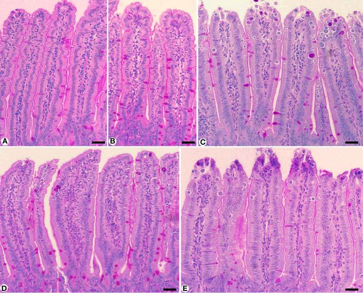 https://cdn.ncbi.nlm.nih.gov/pmc/blobs/c9a4/11094240/38b45485f0cb/fimmu-15-1404297-g005.jpg