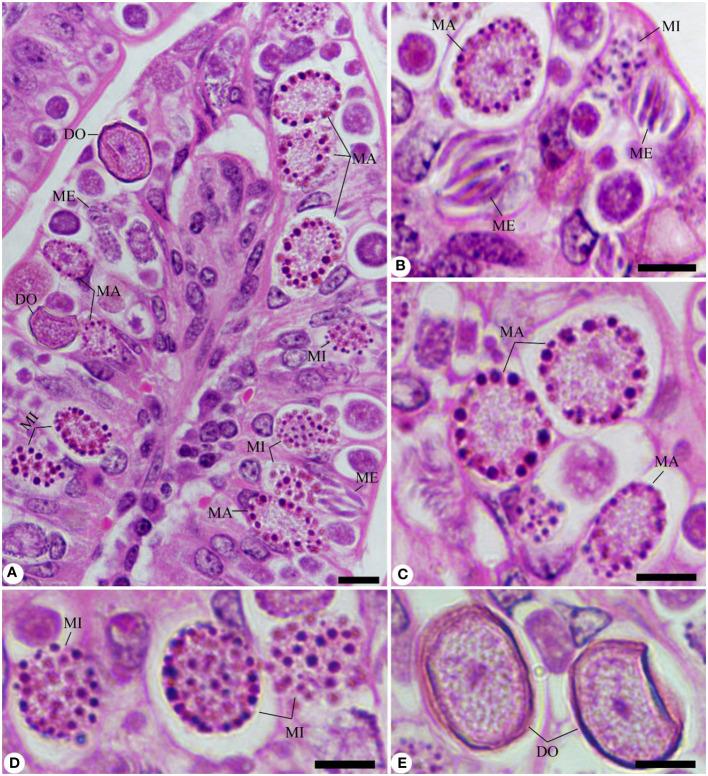 https://cdn.ncbi.nlm.nih.gov/pmc/blobs/c9a4/11094240/d24469ec4d34/fimmu-15-1404297-g003.jpg
