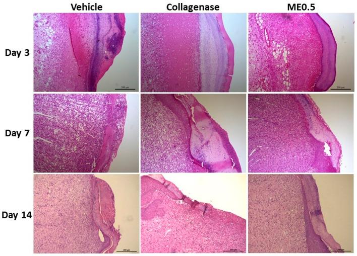 https://cdn.ncbi.nlm.nih.gov/pmc/blobs/c9a4/8620938/a2bae0df2af3/pharmaceutics-13-01902-g003.jpg