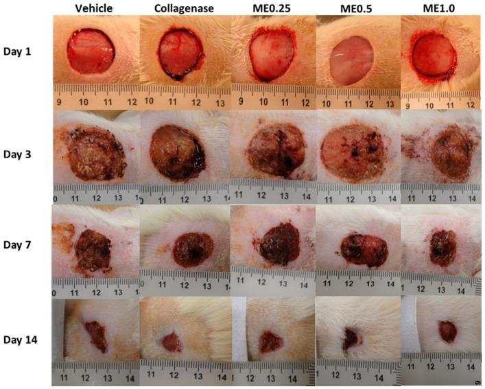https://cdn.ncbi.nlm.nih.gov/pmc/blobs/c9a4/8620938/f387fd6c6dcb/pharmaceutics-13-01902-g002.jpg