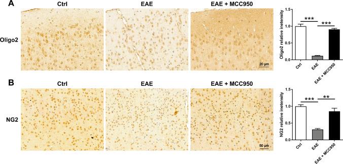 https://cdn.ncbi.nlm.nih.gov/pmc/blobs/c9a6/10896958/5e76e2c09e5f/12035_2023_3618_Fig5_HTML.jpg