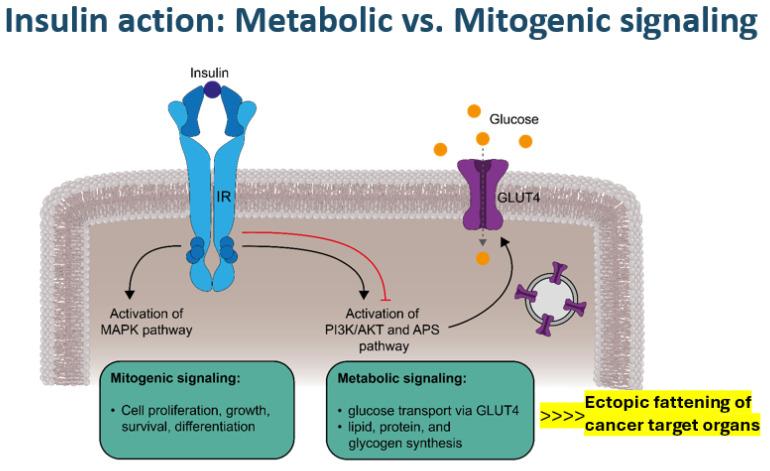 https://cdn.ncbi.nlm.nih.gov/pmc/blobs/c9a6/12025391/046a462c9aa9/cells-14-00564-g002.jpg