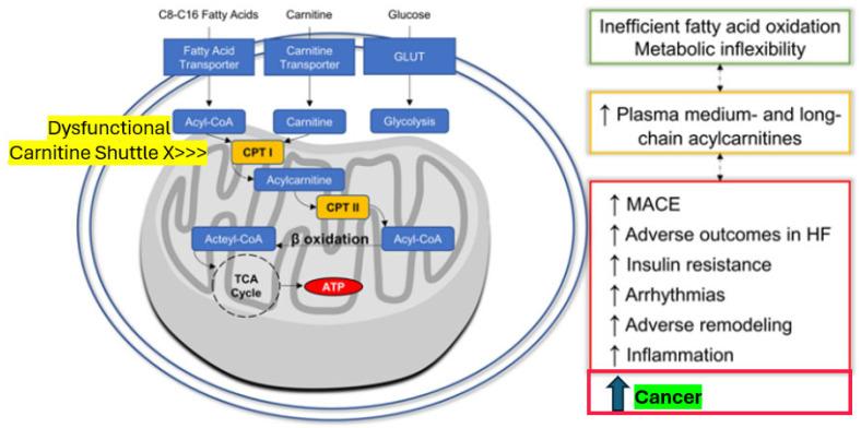 https://cdn.ncbi.nlm.nih.gov/pmc/blobs/c9a6/12025391/b73e262ab2a9/cells-14-00564-g003.jpg
