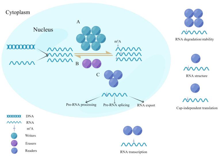 https://cdn.ncbi.nlm.nih.gov/pmc/blobs/c9a7/9496264/3c4066176254/biomolecules-12-01224-g001.jpg