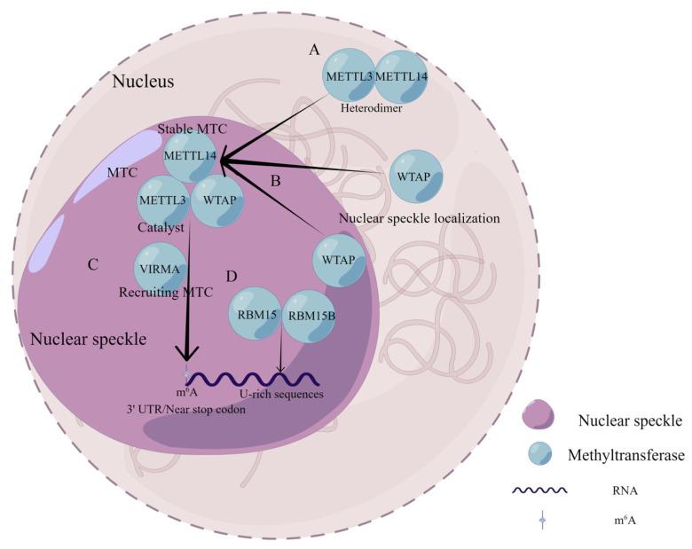 https://cdn.ncbi.nlm.nih.gov/pmc/blobs/c9a7/9496264/8176783f95fe/biomolecules-12-01224-g002.jpg