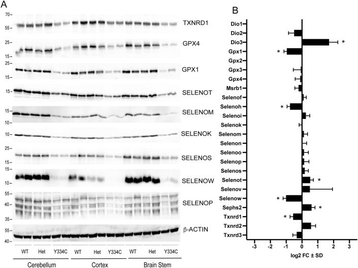 https://cdn.ncbi.nlm.nih.gov/pmc/blobs/c9aa/8605217/fc900bef7eba/gr5.jpg